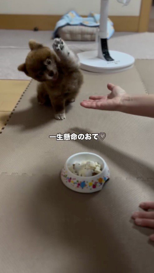 左前足を高くあげる犬