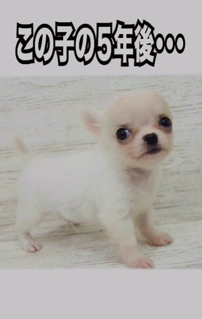 極小チワワのコメちゃん