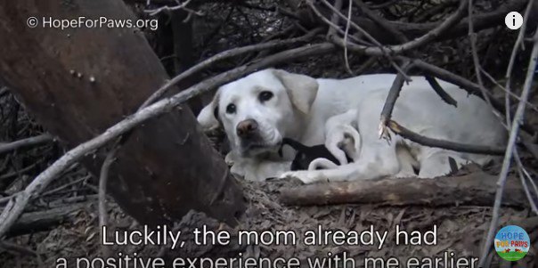 子犬をかかえた犬