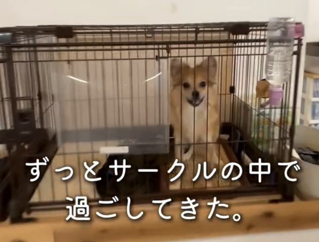 ケージの中にいる犬