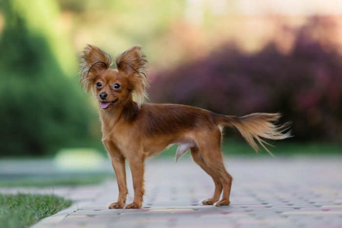 横向きに立つロシアントイテリア