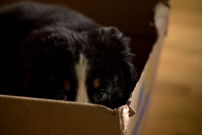 箱に隠れている犬