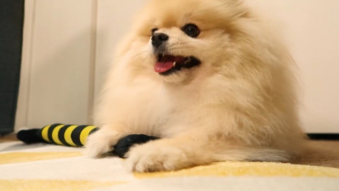 オナラした？と疑うモチちゃん5