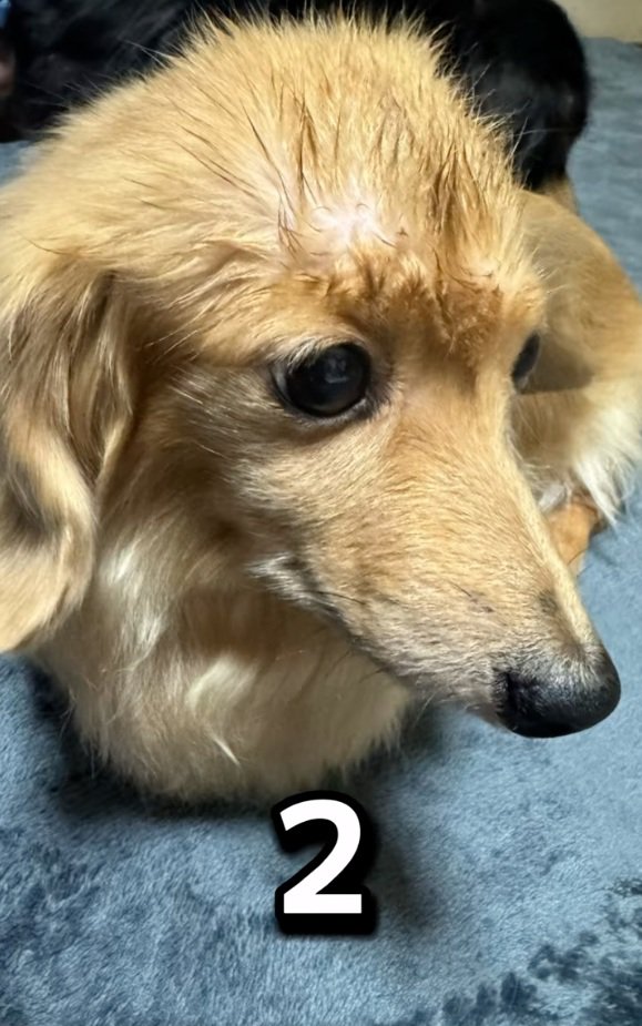 無造作ヘアのピースちゃん