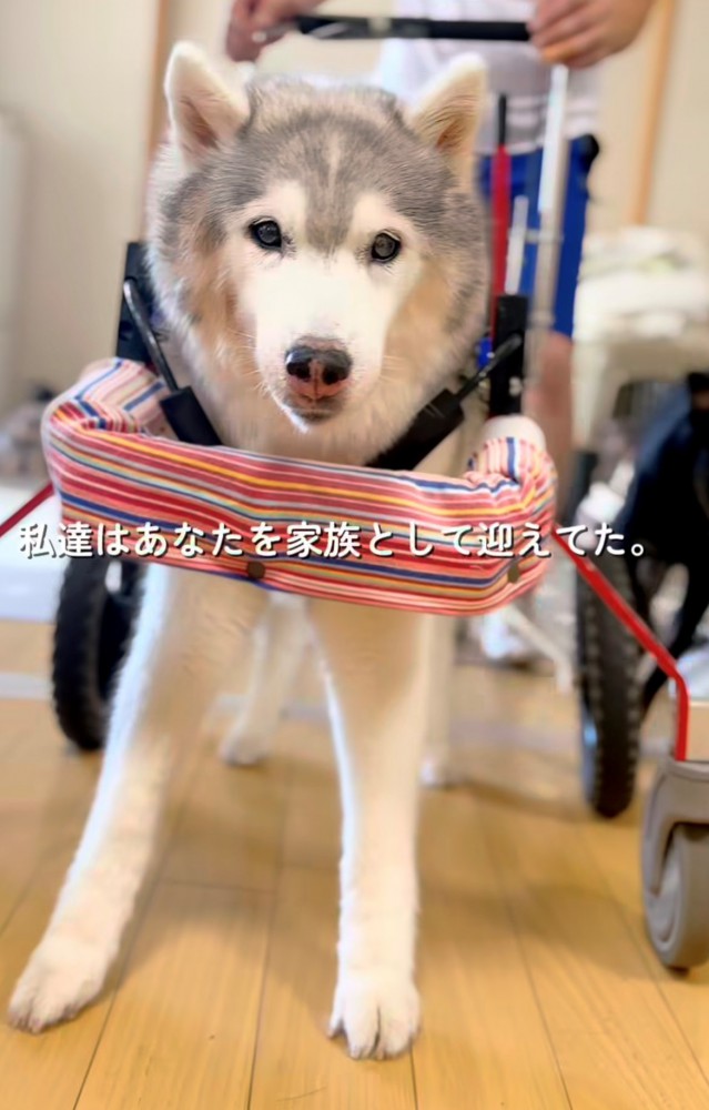 車椅子で立つ犬