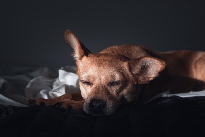 暗闇でベッドで眠る犬