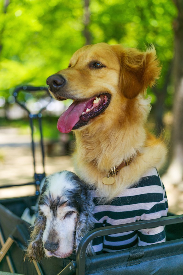 カートに乗る老犬とゴールデン