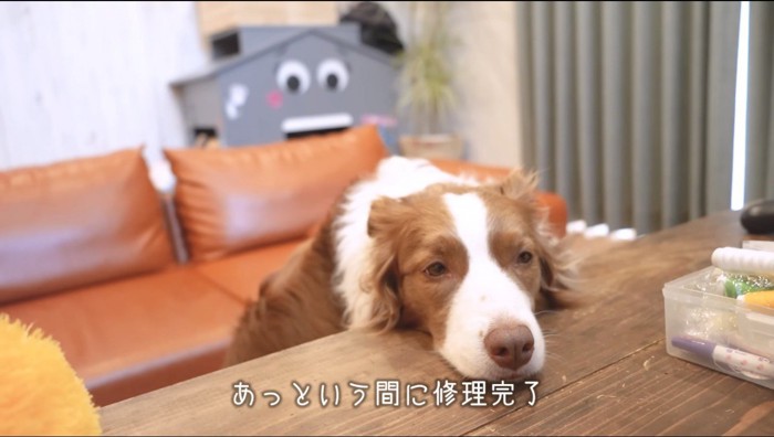 テーブルに顎を乗せて遠くを見つめる犬