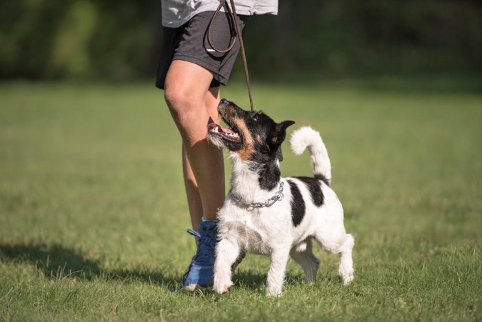 芝生の上を歩く犬