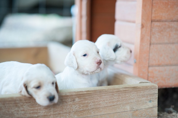 木箱に入っている生まれたばかりのイングリッシュセッターの子犬