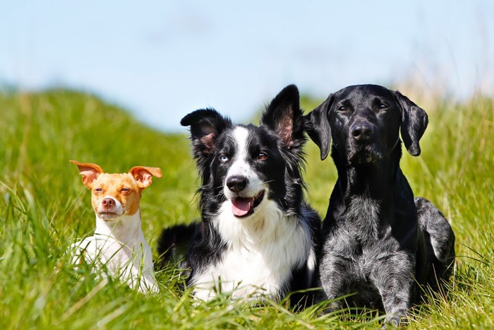 3匹の犬