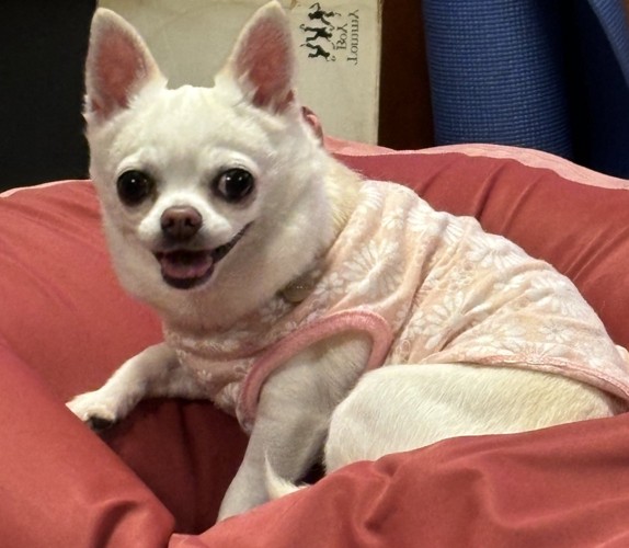 チワワ