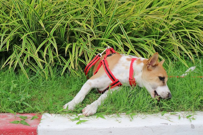 散歩中に拾い食いをしようとする犬