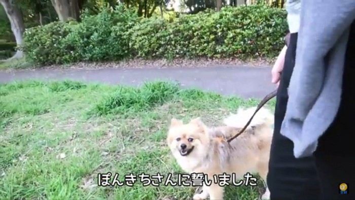 散歩中のぽんきちくん3
