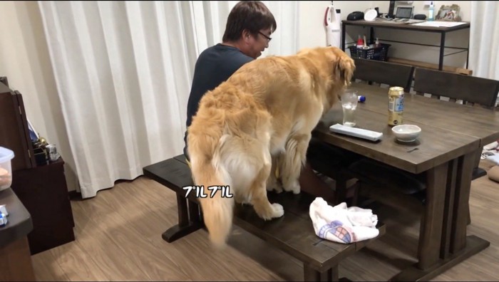 椅子の上で震える犬