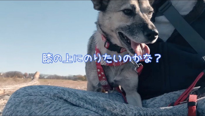 男性の膝の上に乗る犬