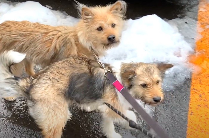 リードで繋がれた犬達