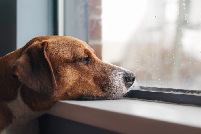 窓から雨を見る犬