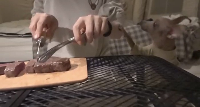 肉を見つめる犬