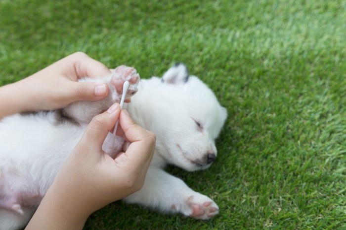 綿棒で肉球を拭いてもらう子犬