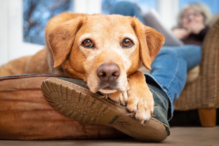 飼い主さんの足元に顔を乗せる犬