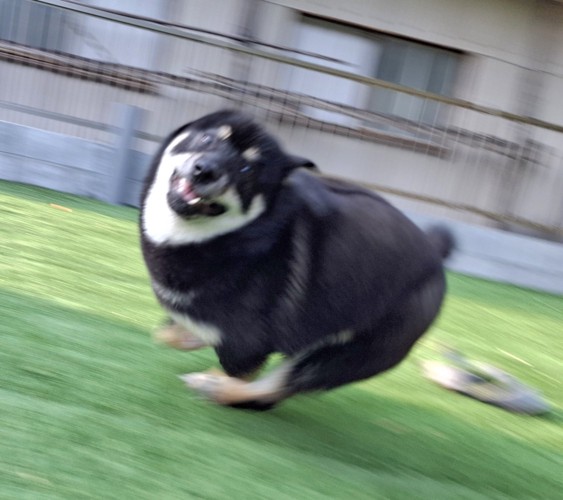 柴犬