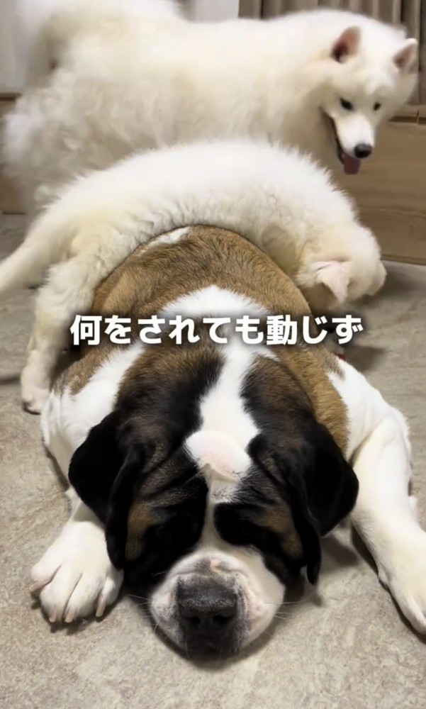 大型犬の背中に乗る子犬