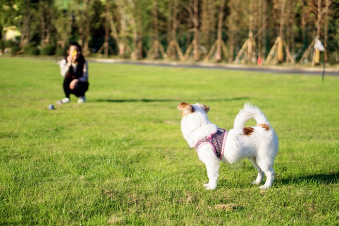 人の姿を見つめる犬の後ろ姿