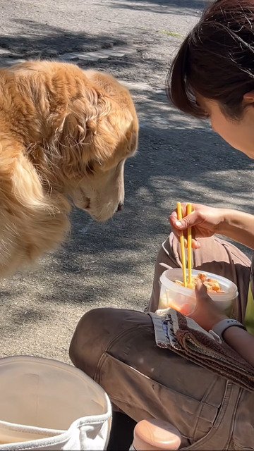 ご飯に目が無い犬