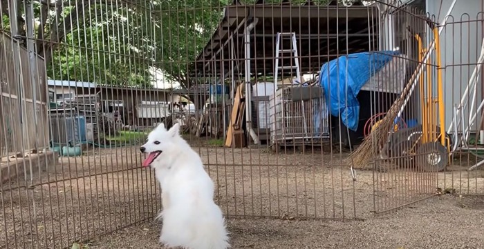 座って横を向く犬の後ろ姿