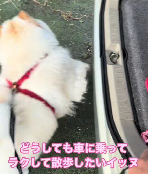 諦めて去る姿が切ない