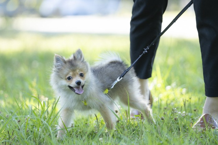 ポメラニアンの子犬を散歩させる、黒いパンツスタイルの人