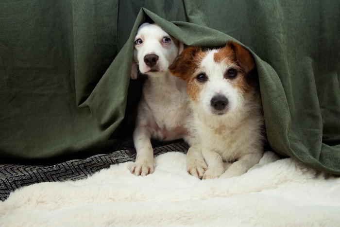 カーテンの下から顔をのぞかせる2頭の犬