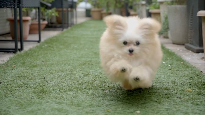 駆け寄ってくる犬