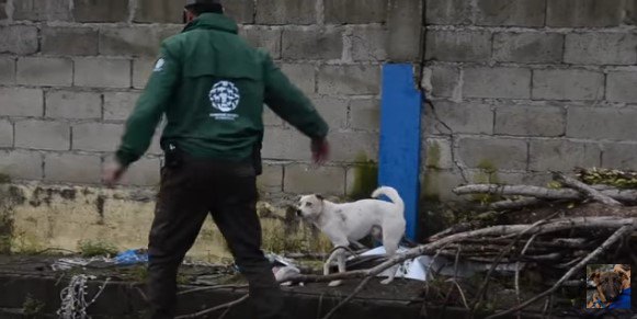 人に近づく犬