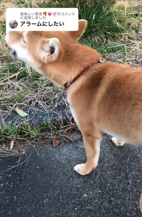 遠吠えする柴犬