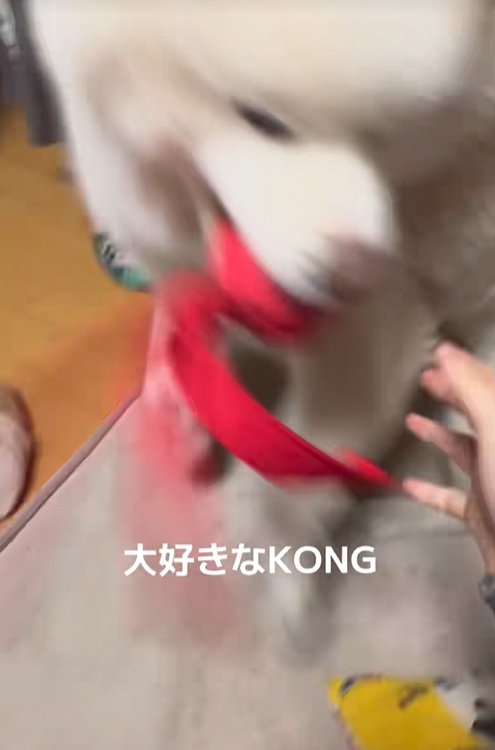 おもちゃを持ってくる秋田犬