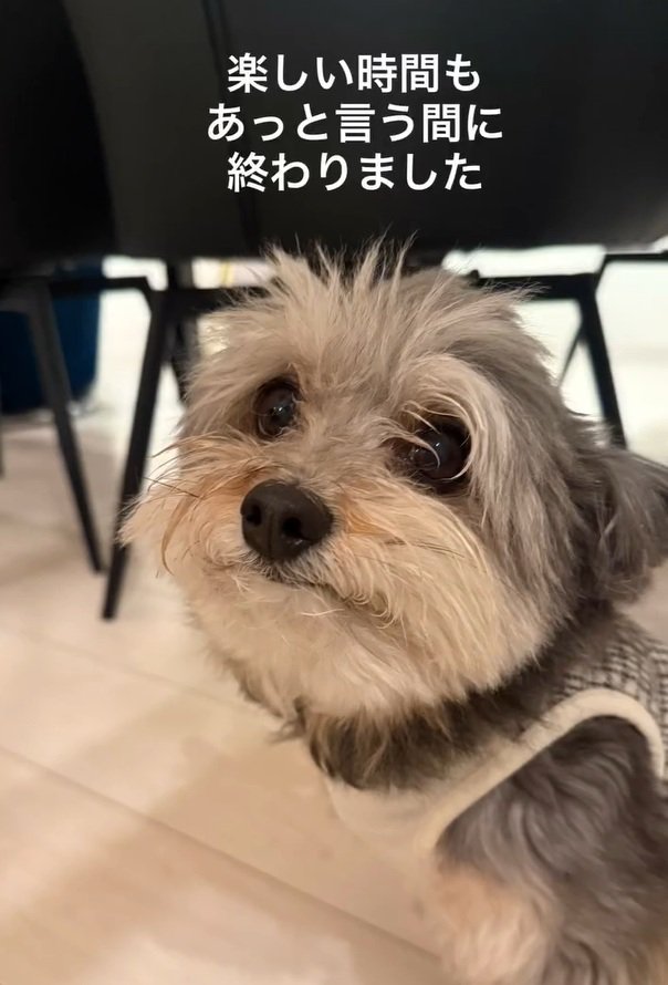 悲しいスノーちゃん