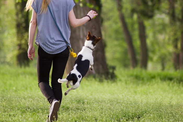 ジャンプする犬と女性