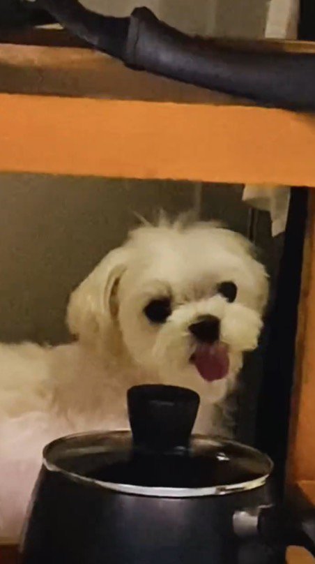 カメラを振り返る犬