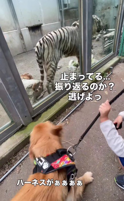 逃亡する姿に思わずクスッ