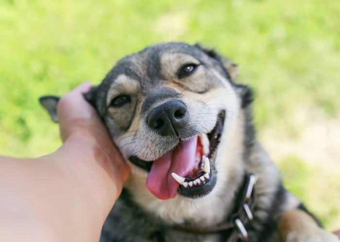 笑顔の犬