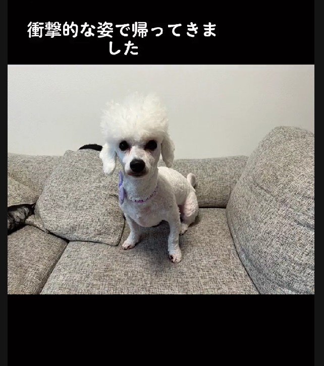 アルパカみたいになった！