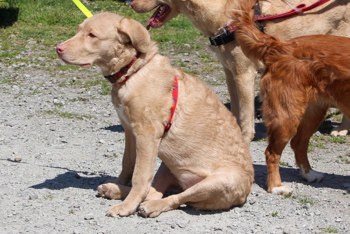 地面に座り込む犬