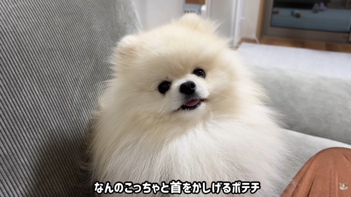 首を傾げてすっとぼけています!