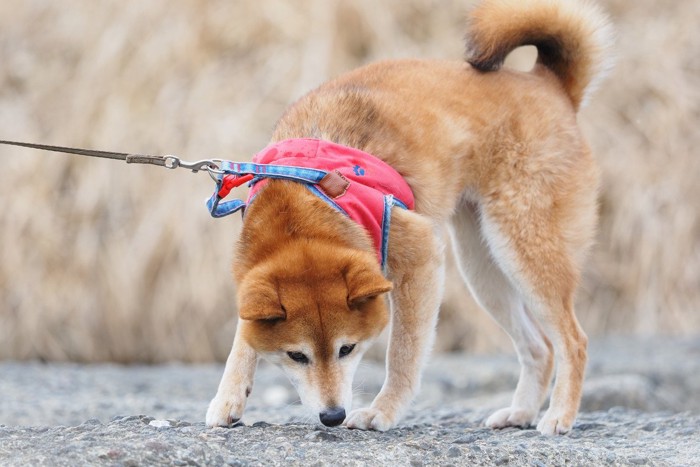 赤いハーネスをつけた柴犬