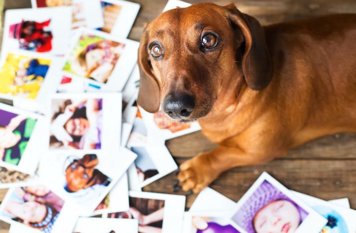 たくさんの写真とこちらを見つめる犬