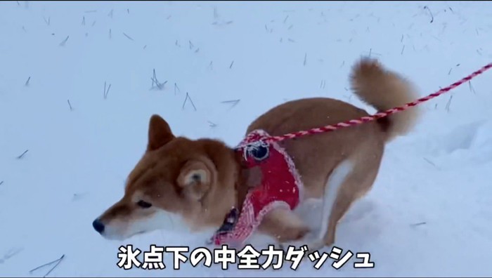 雪の中を全速力で走る犬