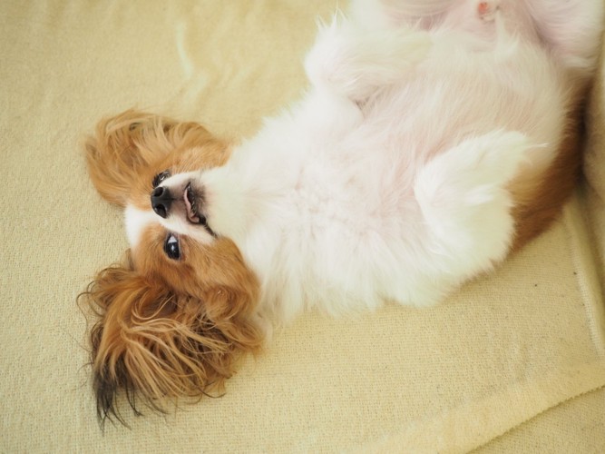 お腹を見せる犬