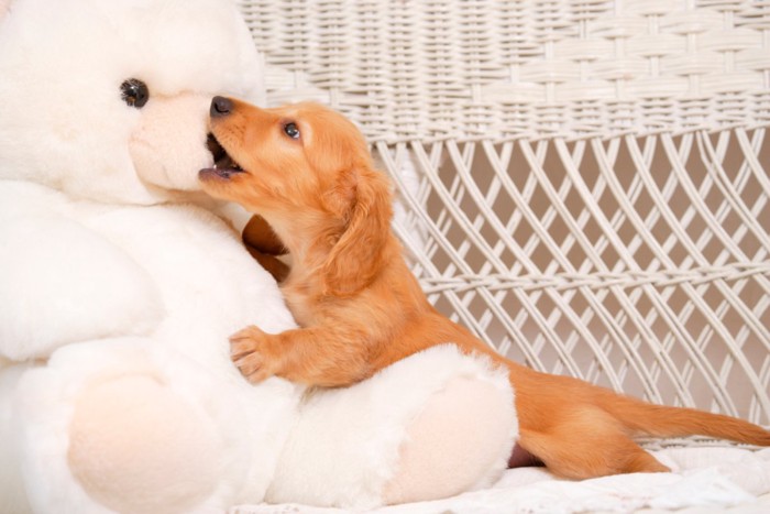 ぬいぐるみに噛み付く子犬